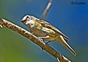 Vireo cassinii